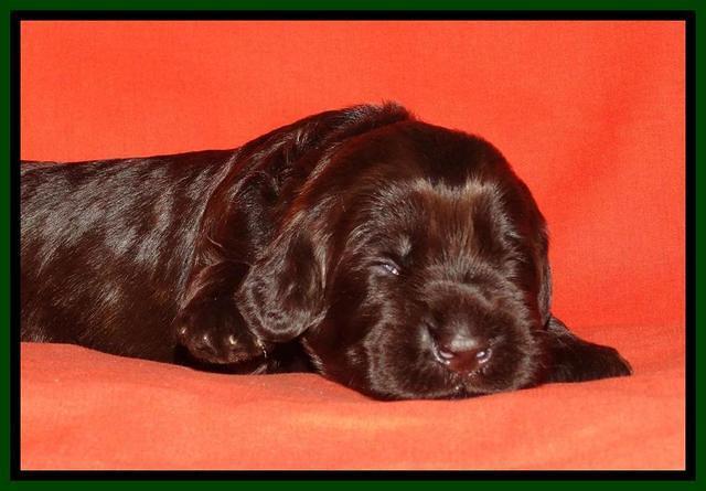 Tela Champ pups 2 wks old 71