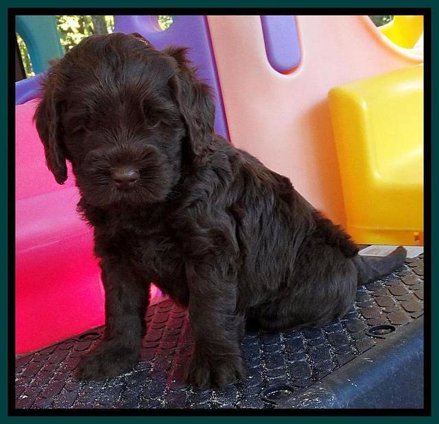 Tela Champ pups 5 wks old 261