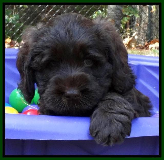 Tela and Champ pups 6 wks old 61