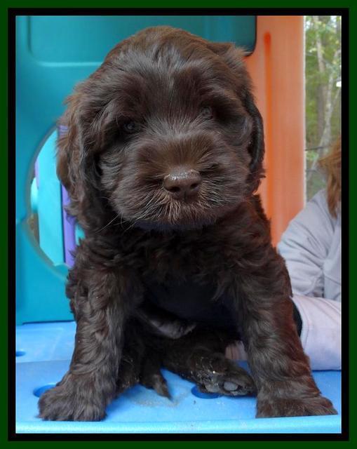 Tela and Champ pups 6 wks old 71