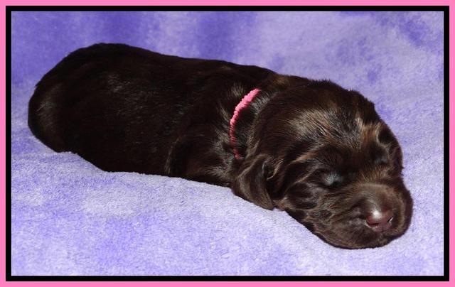 Tela Champ pups 1 wk old 151