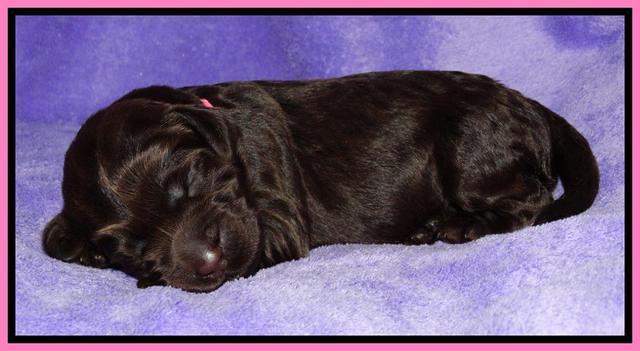 Tela Champ pups 1 wk old 161