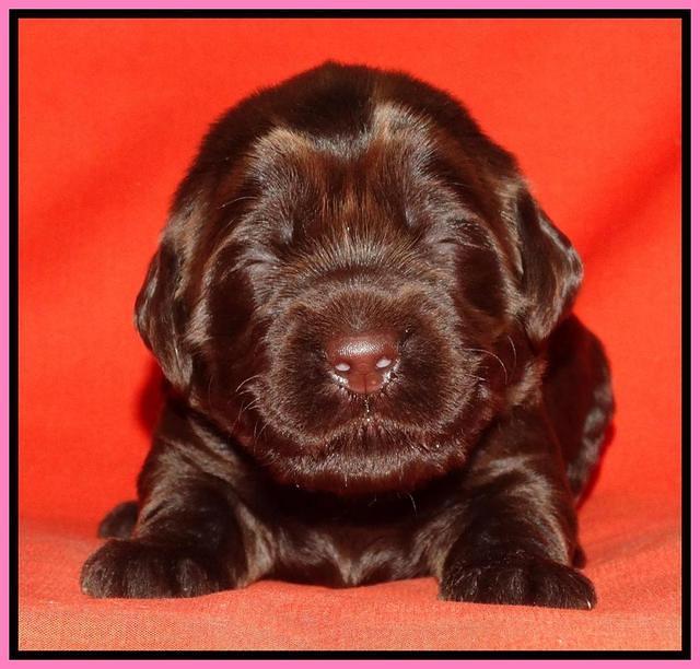 Tela Champ pups 2 wks old 111