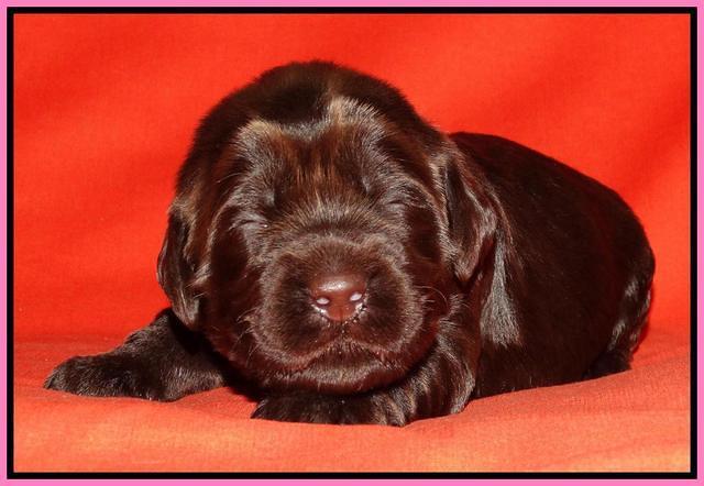 Tela Champ pups 2 wks old 121
