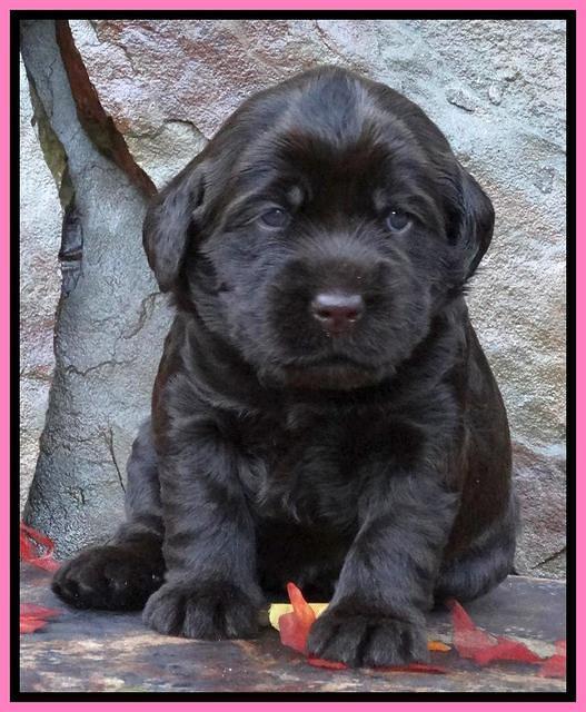 Tela Champ pups 3 wks old 101