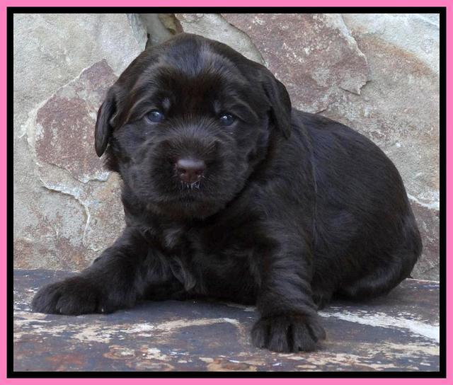 Tela Champ pups 3 wks old 121