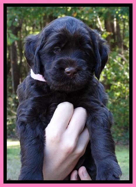 Tela Champ pups 5 wks old 211