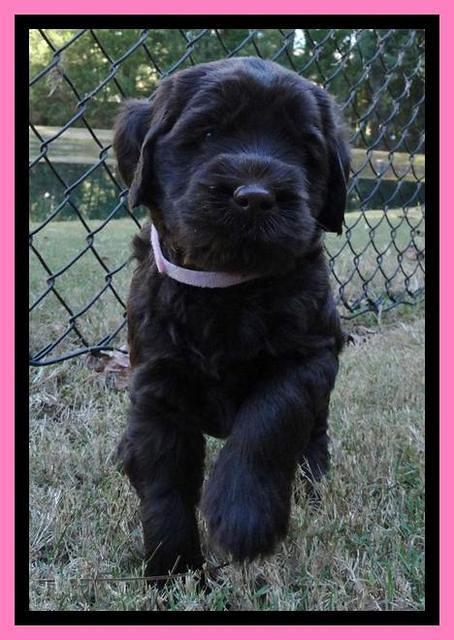 Tela Champ pups 5 wks old 221