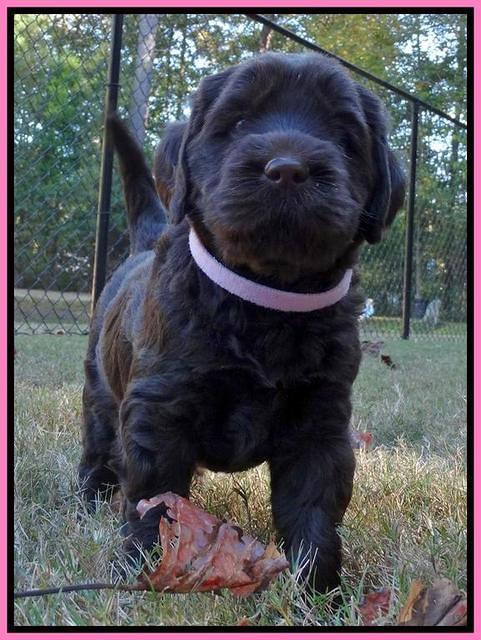 Tela Champ pups 5 wks old 231