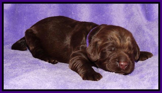 Tela Champ pups 1 wk old 181