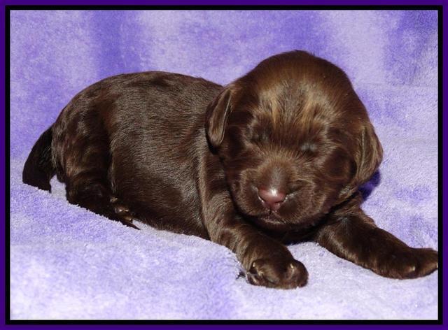 Tela Champ pups 1 wk old 191