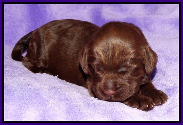 Tela Champ pups 1 wk old 201