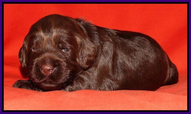 Tela Champ pups 2 wks old 141