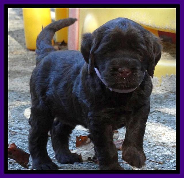 Tela Champ pups 5 wks old 111