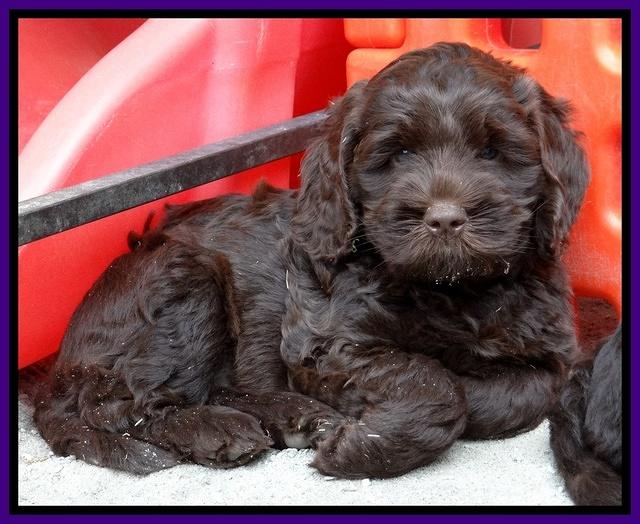 Tela Champ pups 7 wks old 21