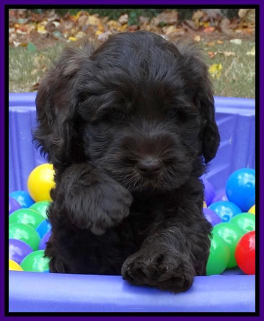 Tela and Champ pups 6 wks old 121