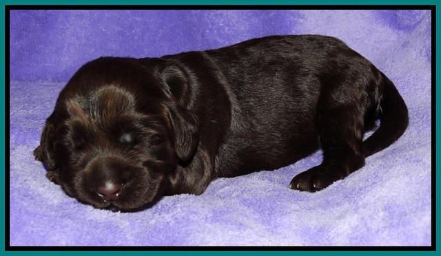 Tela Champ pups 1 wk old 271