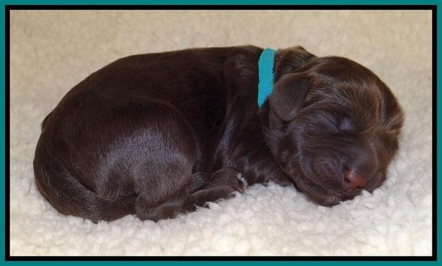 Tela Champ pups newborn 71