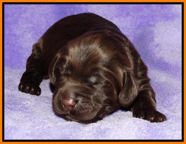 Tela Champ pups 1 wk old 111