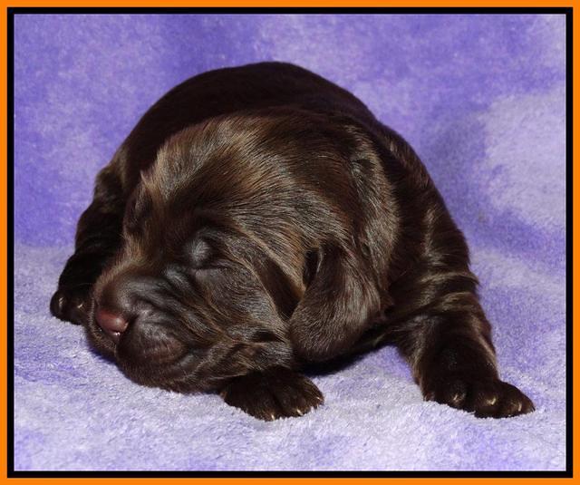 Tela Champ pups 1 wk old 121