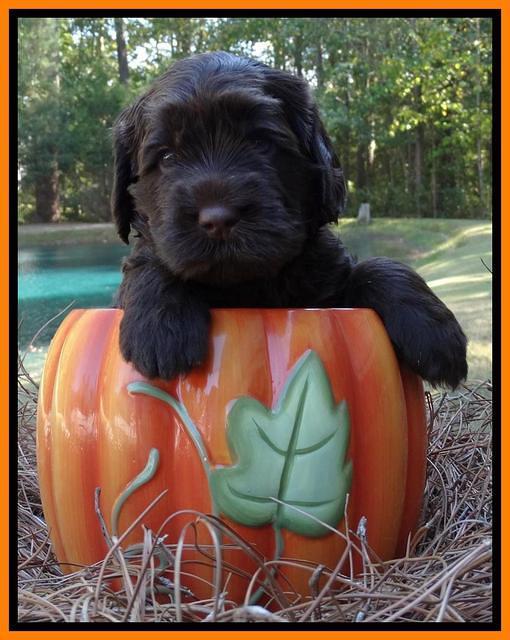 Tela Champ pups 4 wks old 291