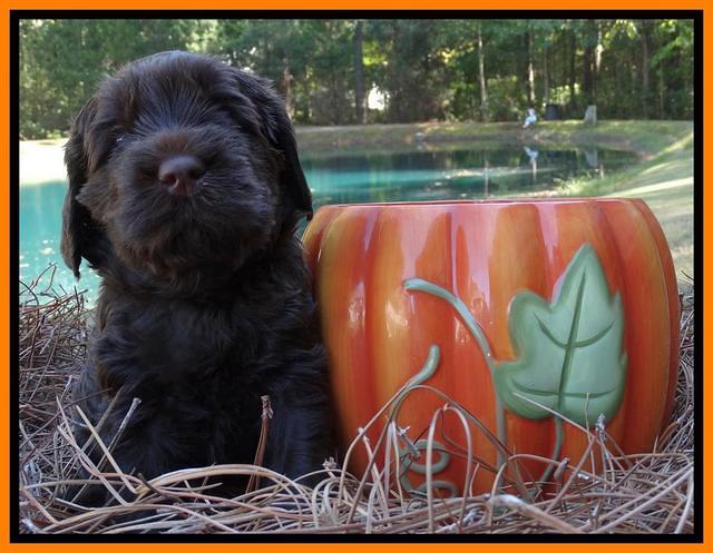 Tela Champ pups 4 wks old 301