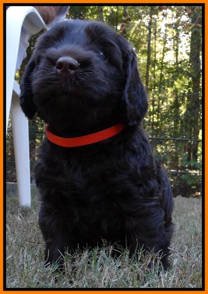 Tela Champ pups 5 wks old 161