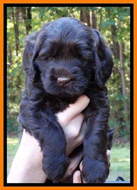 Tela Champ pups 5 wks old 171