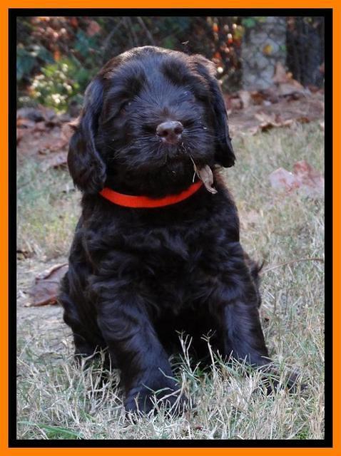 Tela Champ pups 5 wks old 191