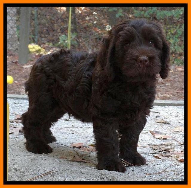 Tela Champ pups 7 wks old 101