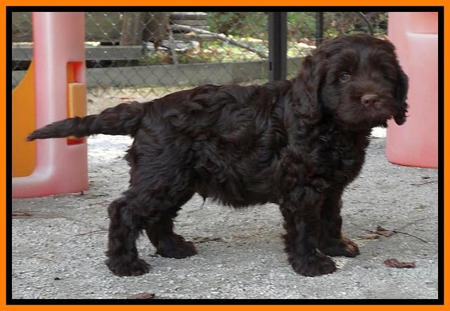 Tela Champ pups 7 wks old 121
