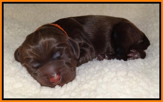 Tela Champ pups newborn 91