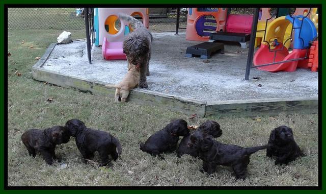 Tela Champ pups 4 wks old 11