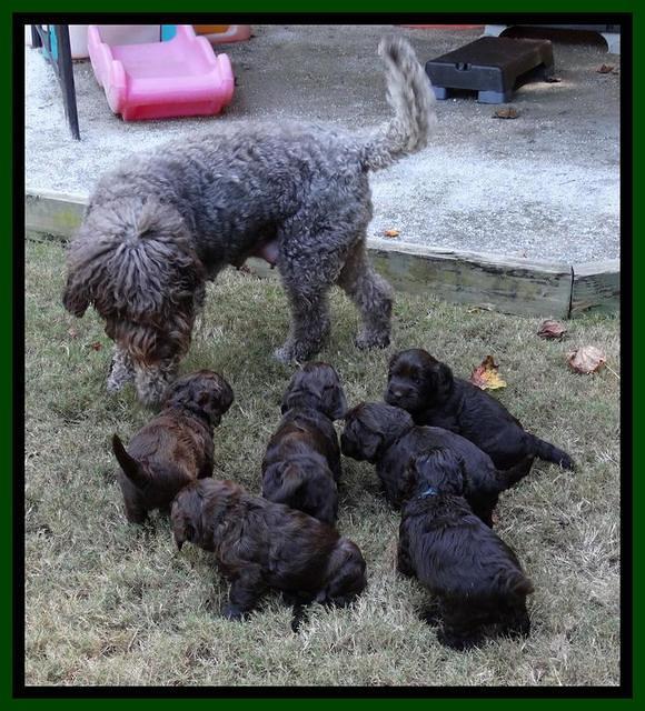 Tela Champ pups 4 wks old 21