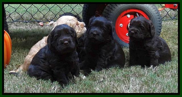 Tela Champ pups 4 wks old 71