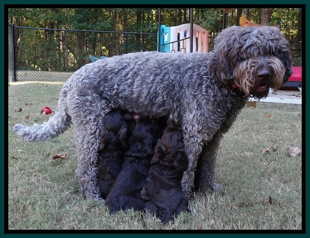 Tela Champ pups 5 wks old 2500