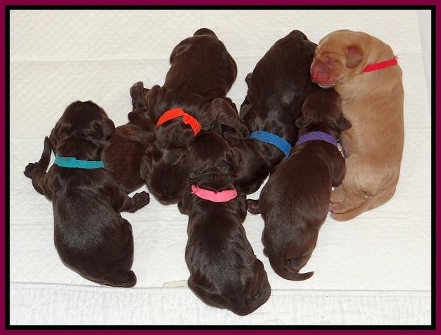 Tela Champ pups newborn 101