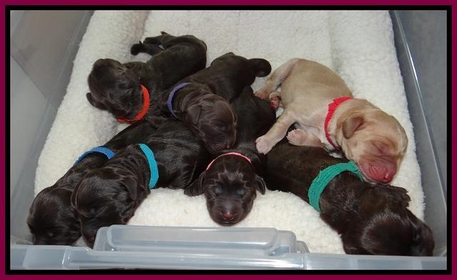 Tela Champ pups newborn 111