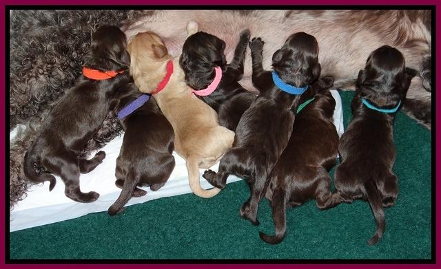 Tela Champ pups newborn 131