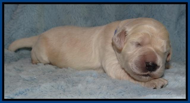 Bess Zephyr pups 1 wk old 21