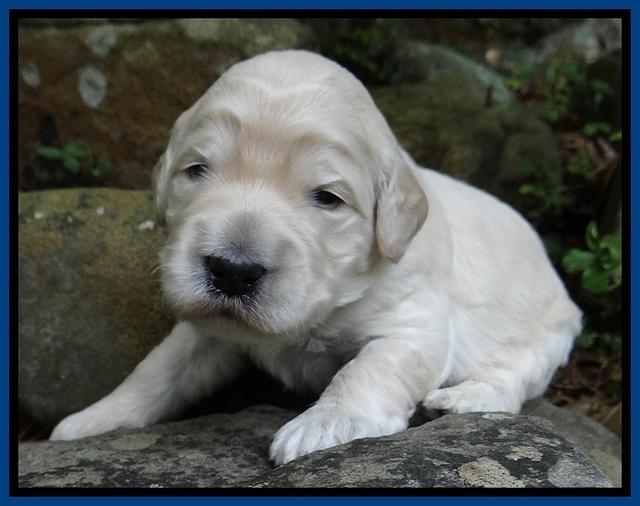 Bess Zephyr pups 2 wks old 21