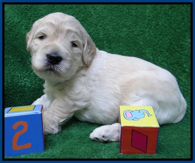 Bess Zephyr pups 3 wks old 31