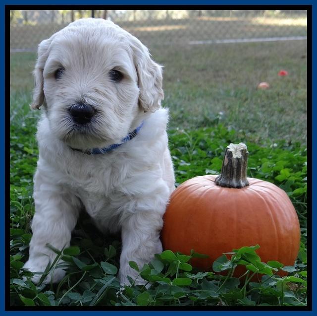 Bess Zephyr pups 4 wks old 21