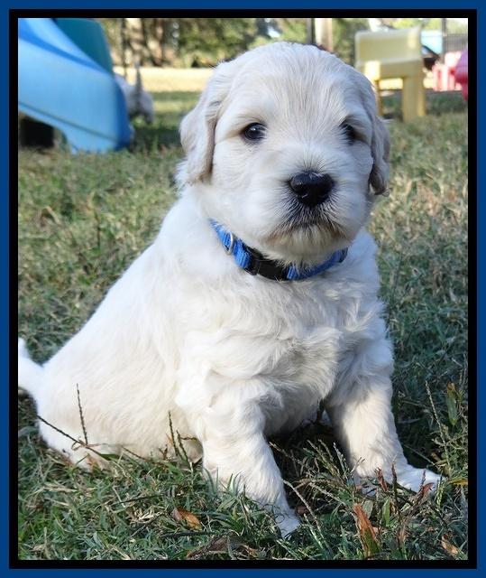 Bess Zephyr pups 4 wks old 41