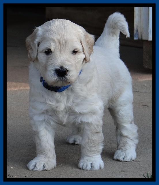Bess Zephyr pups 4 wks old 51