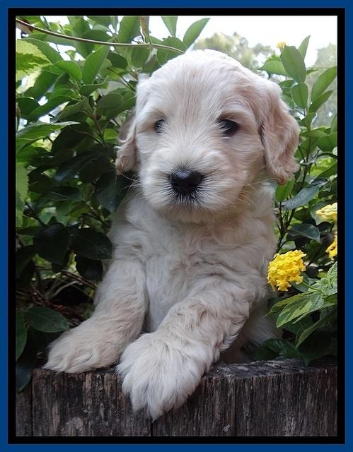 Bess Zephyr pups 5 wks old 21