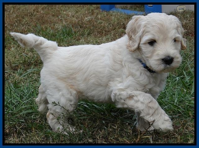 Bess Zephyr pups 6 wks old 21