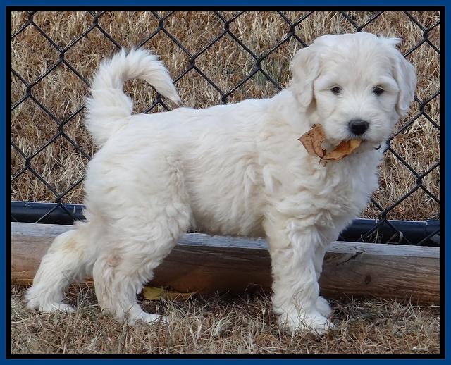 Bess Zephyr pups 7 wks old 11