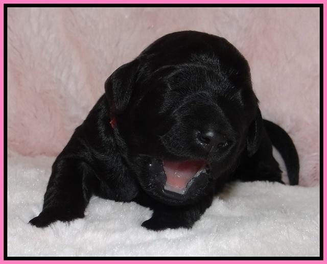 Bess Zephyr pups 1 wk old 41
