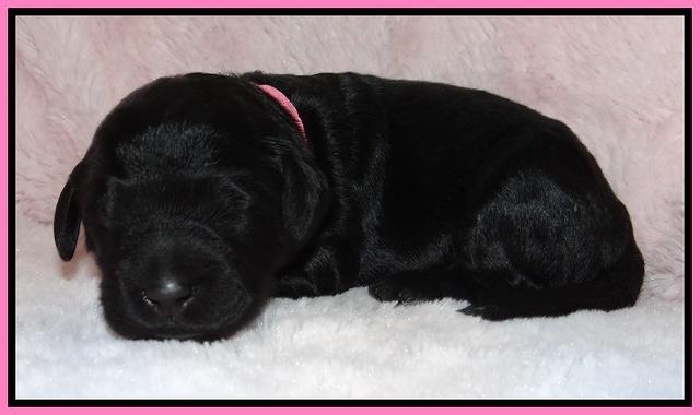 Bess Zephyr pups 1 wk old 51